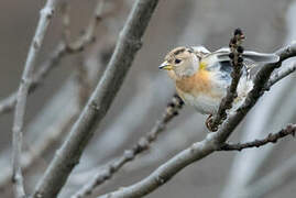 Brambling