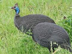 Helmeted Guineafowl