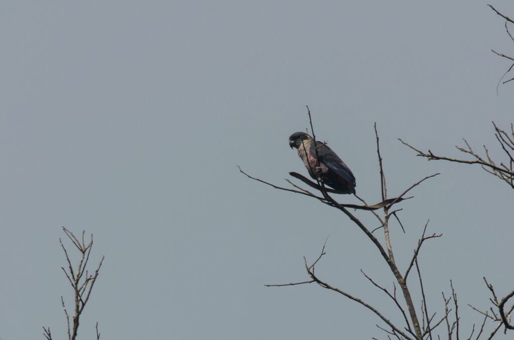 Dusky Parrot