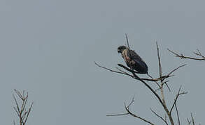 Dusky Parrot