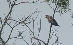 Dusky Parrot