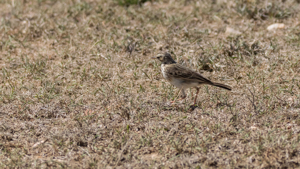 Pipit africain