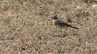 Pipit africain