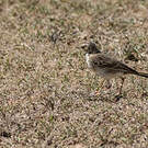 Pipit africain