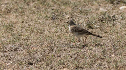 Pipit africain