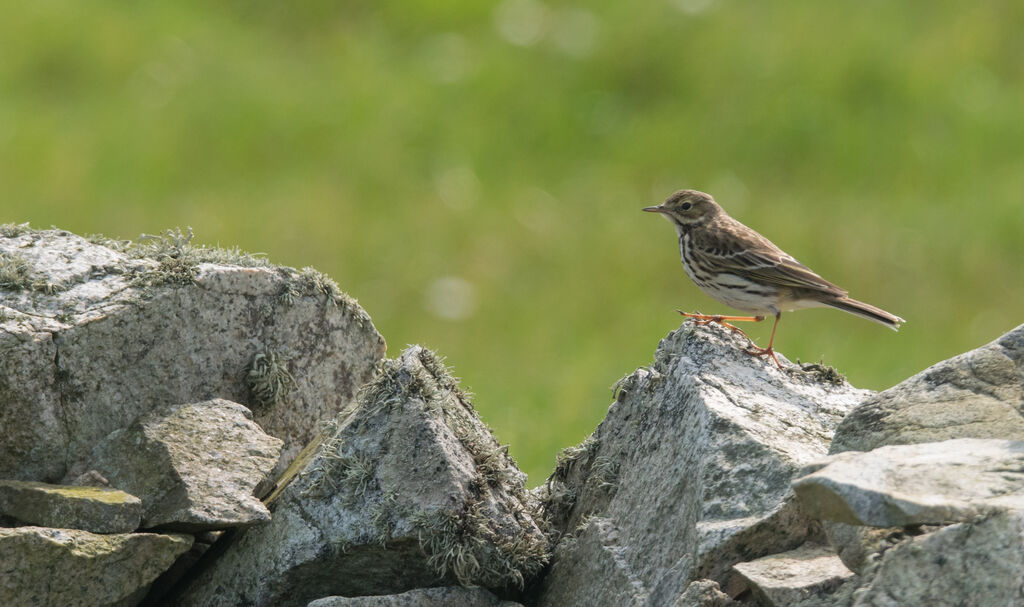 Pipit farlouse