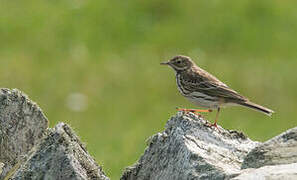 Meadow Pipit