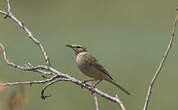 Pipit rousseline
