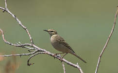 Pipit rousseline