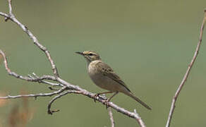 Tawny Pipit