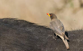 Yellow-billed Oxpecker