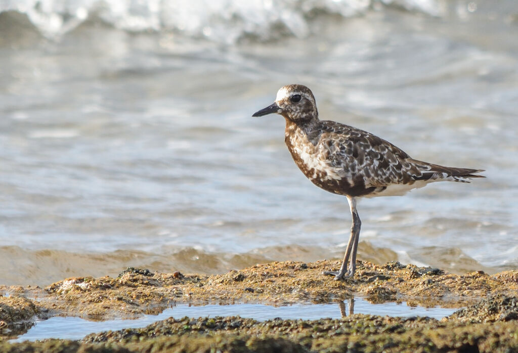 Grey Plover