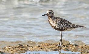 Grey Plover