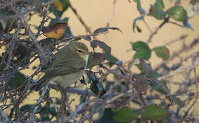 Common Chiffchaff