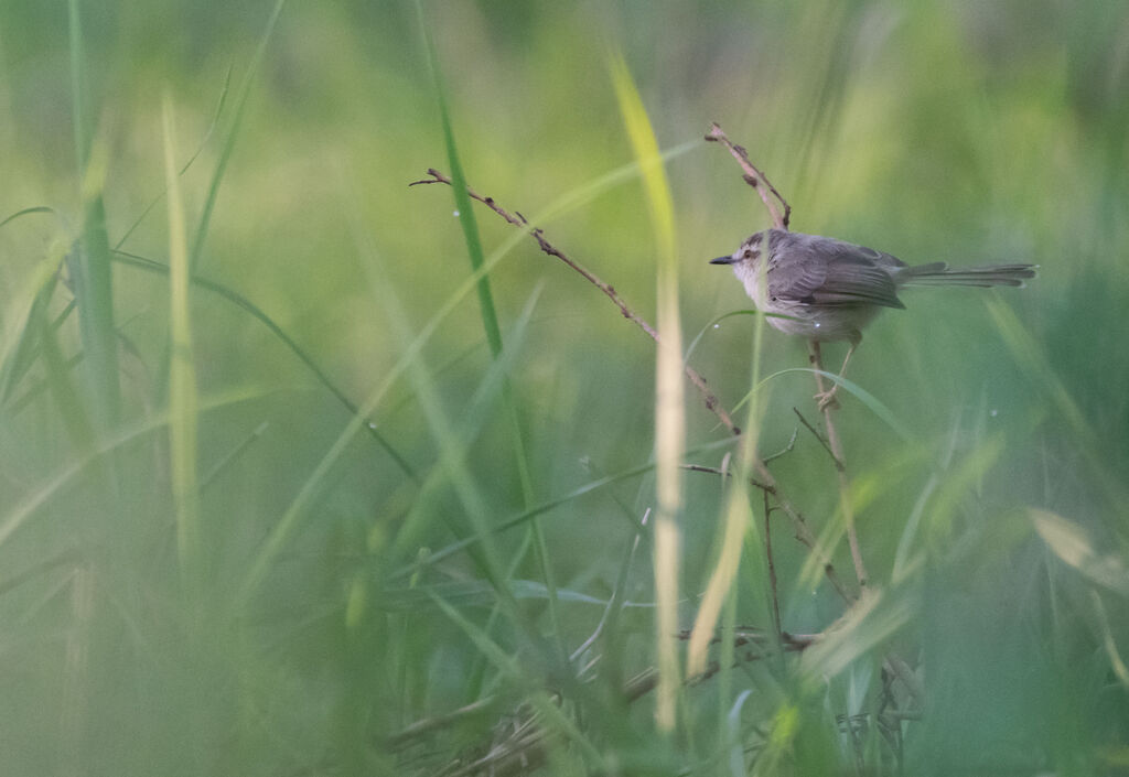 Tawny-flanked Prinia