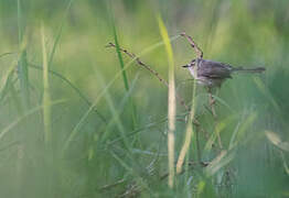 Tawny-flanked Prinia