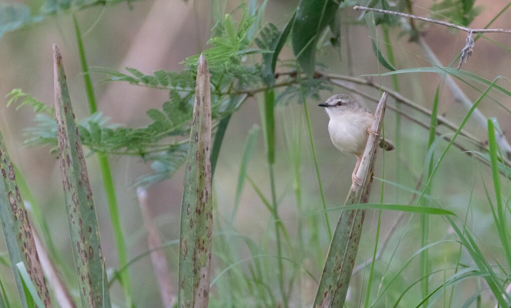 Tawny-flanked Prinia