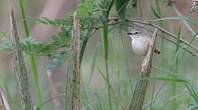 Prinia modeste