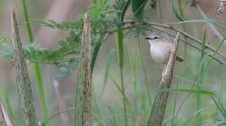 Tawny-flanked Prinia