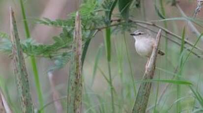 Prinia modeste