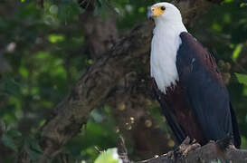 African Fish Eagle