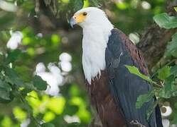 African Fish Eagle