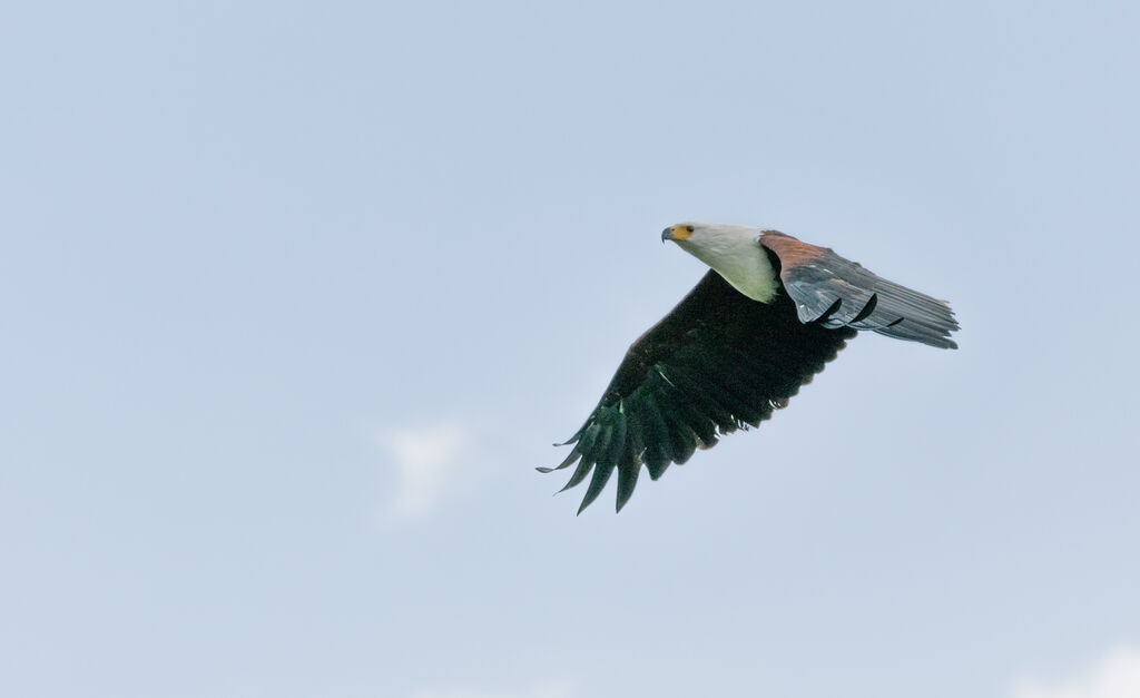 African Fish Eagle