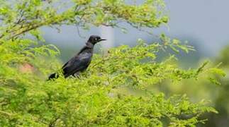 Carib Grackle