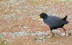 Black Crake