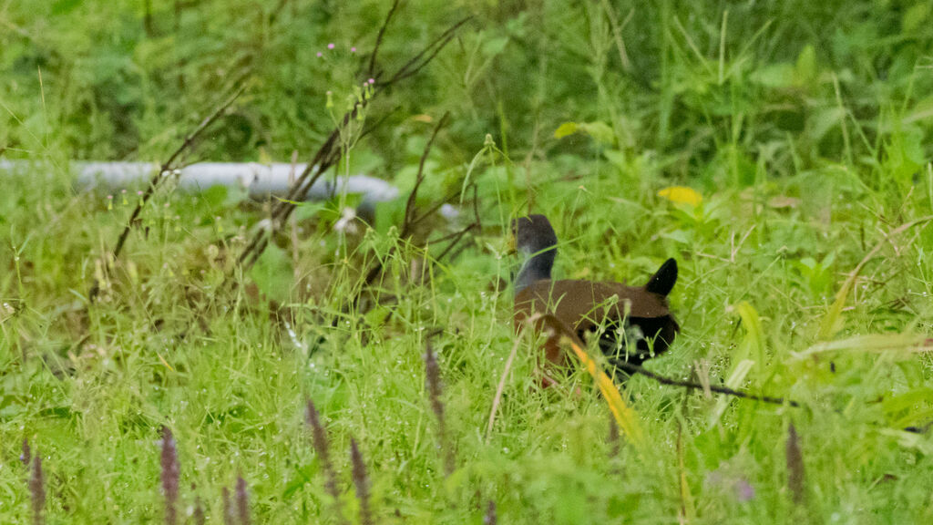 Grey-cowled Wood Rail