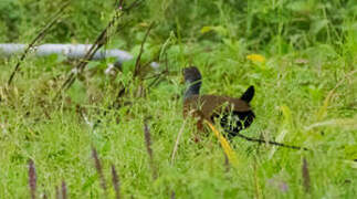 Grey-cowled Wood Rail