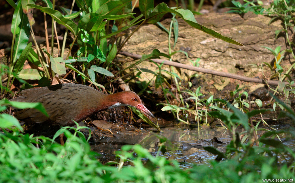 White-throated Rail