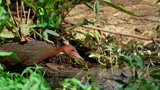 White-throated Rail