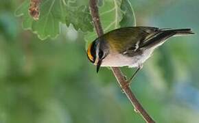 Common Firecrest