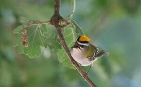 Common Firecrest