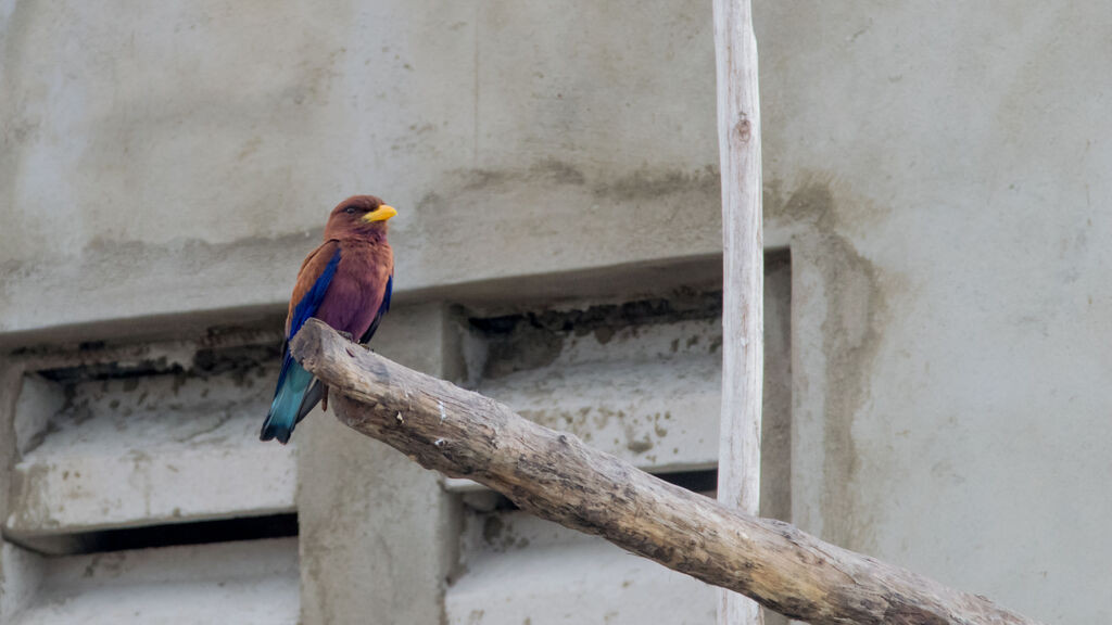 Broad-billed Roller