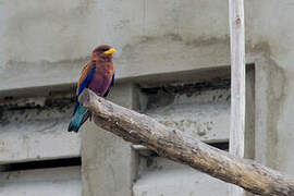 Broad-billed Roller