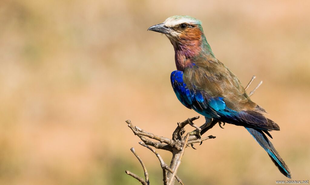 Lilac-breasted Roller