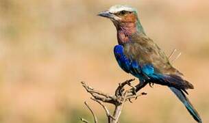 Lilac-breasted Roller