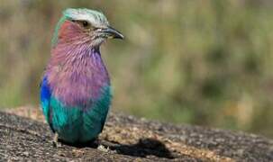 Lilac-breasted Roller