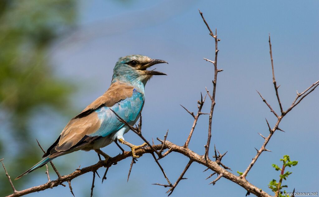 European Roller