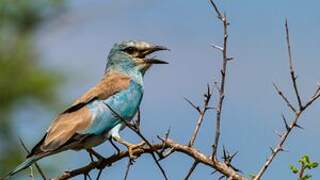 European Roller