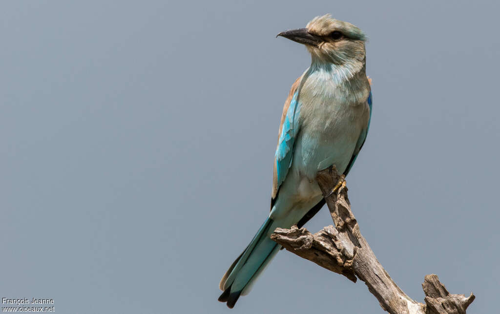 European Roller