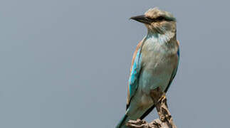 European Roller