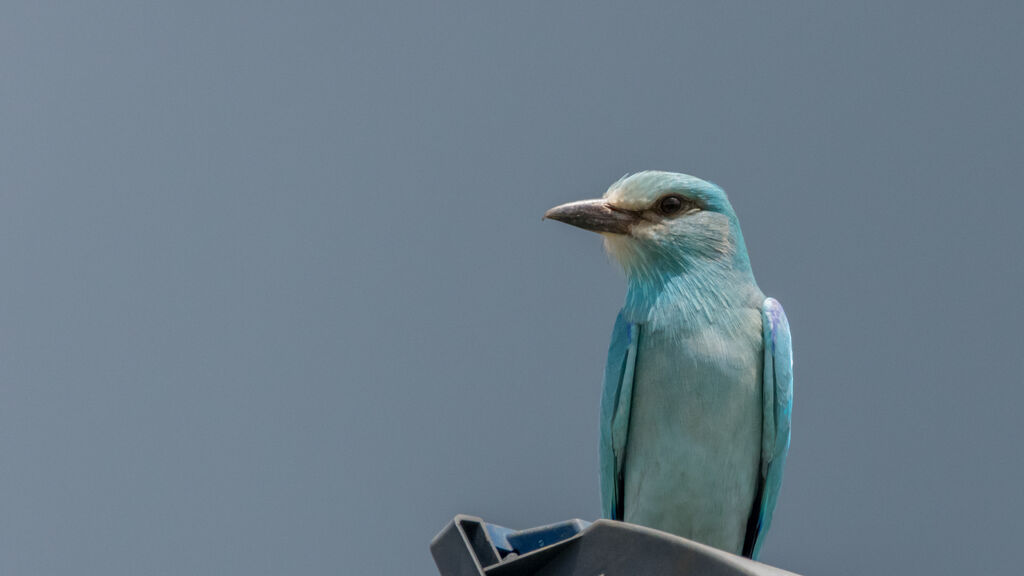 European Roller