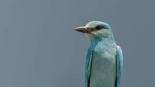 European Roller