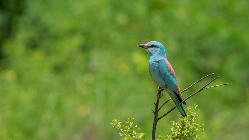 European Roller