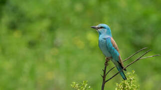 European Roller