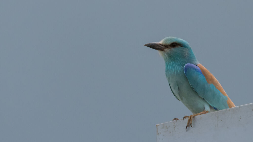 European Roller