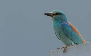 European Roller